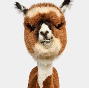 Photographie, Huacaya Alpaca Cria (M), Randal Ford