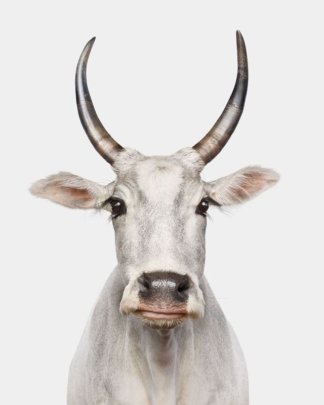 Randal Ford, Zebu Cow No. 1 (S) Randal Ford, Zebu Cow No. 1 (S)