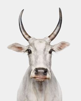 Photographie, Zebu Cow No. 1 (M), Randal Ford