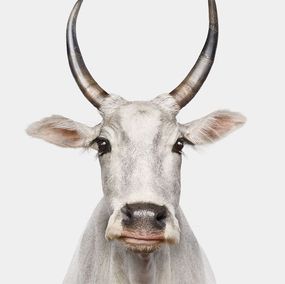 Photographie, Zebu Cow No. 1 (M), Randal Ford