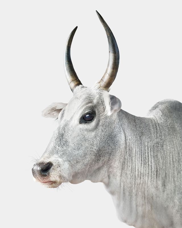 Randal Ford, Zebu Cow No. 2 (S) Randal Ford, Zebu Cow No. 2 (S)