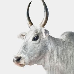 Photographie, Zebu Cow No. 2 (M), Randal Ford