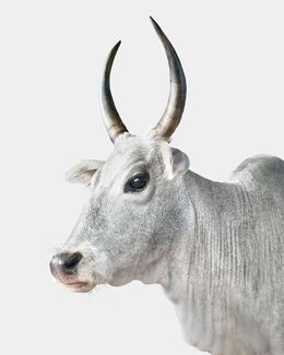 Photographie, Zebu Cow No. 2 (L), Randal Ford