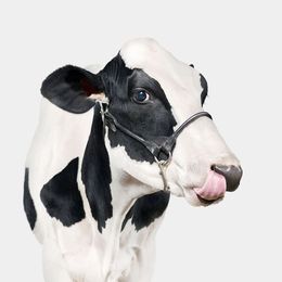 Photographie, Holstein Cow No. 1 (L), Randal Ford