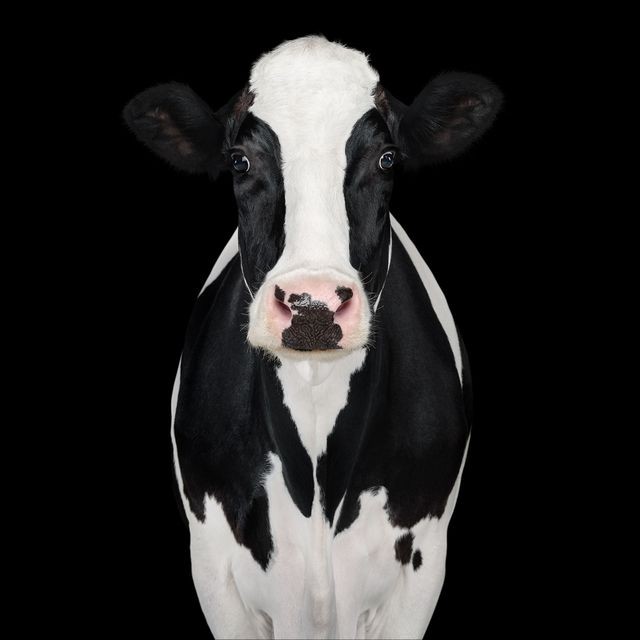 Randal Ford, Holstein Cow No. 2 (M) Randal Ford, Holstein Cow No. 2 (M)