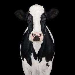 Photographie, Holstein Cow No. 2 (L), Randal Ford