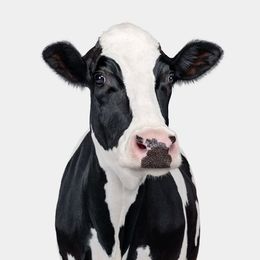 Photographie, Holstein Cow No. 3 (L), Randal Ford