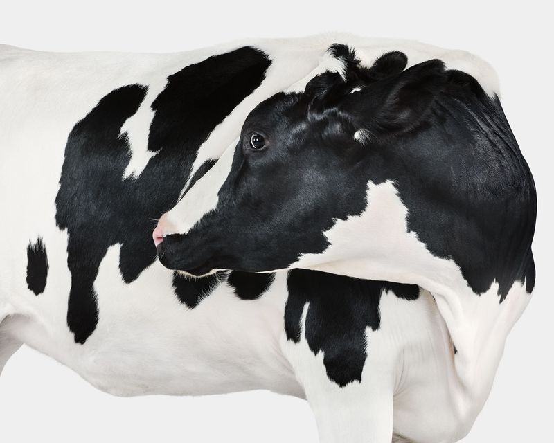 Randal Ford, Holstein Cow No. 4 (S) Randal Ford, Holstein Cow No. 4 (S)