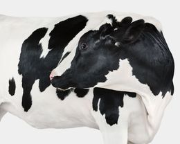Photographie, Holstein Cow No. 4 (L), Randal Ford