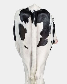 Photographie, Holstein Cow No. 5 From Behind (M), Randal Ford