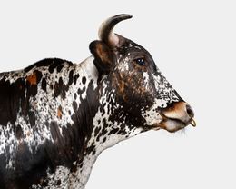 Photographie, Multicolor Spotted Longhorn No. 1 (S), Randal Ford