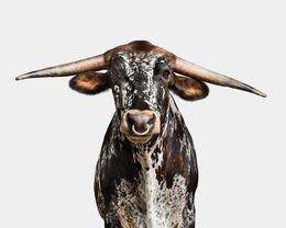 Photographie, Multicolor Spotted Longhorn No. 2 (L), Randal Ford