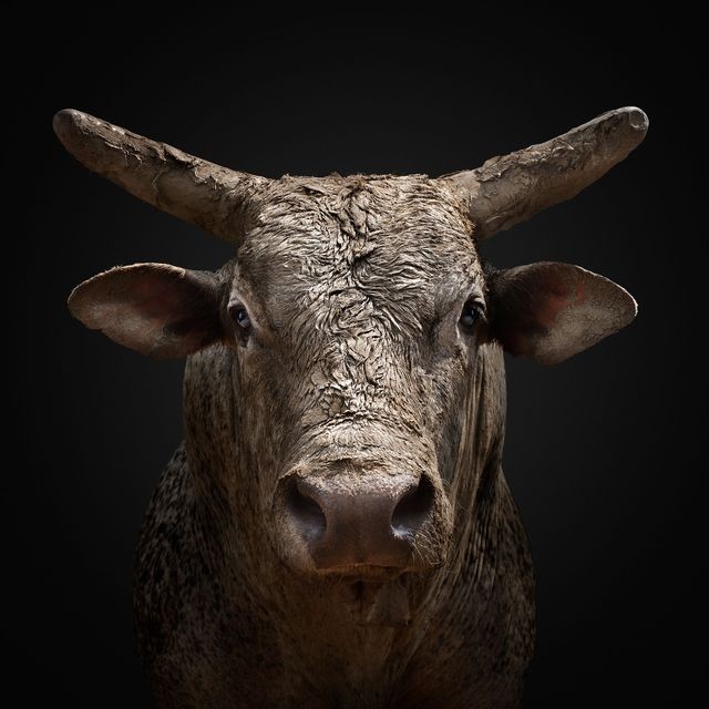 Randal Ford, Bucking Rodeo Bull No. 2 (M) Randal Ford, Bucking Rodeo Bull No. 2 (M)
