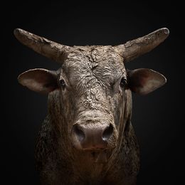 Photographie, Bucking Rodeo Bull No. 2 (L), Randal Ford