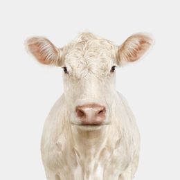 Photographie, Charolais Heifer (L), Randal Ford