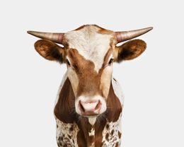 Photographie, Texas Longhorn Calf (M), Randal Ford