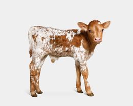Photographie, Longhorn Newborn Calf (S), Randal Ford