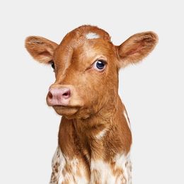 Photographie, Longhorn Newborn Calf No. 2 (S), Randal Ford
