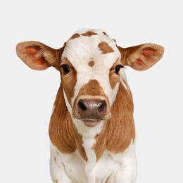 Photographie, Longhorn Newborn Calf No. 2 (S), Randal Ford
