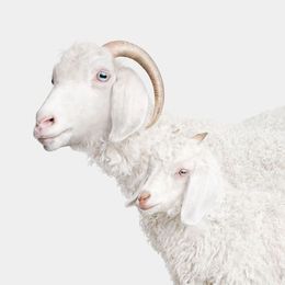 Photographie, Angora Doe and Doeling (M), Randal Ford
