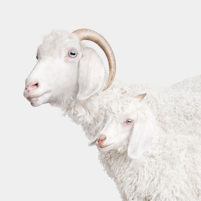 Randal Ford, Angora Doe and Doeling (M) Randal Ford, Angora Doe and Doeling (M)