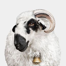 Photographie, F1 Valais Blacknose Sheep (M), Randal Ford