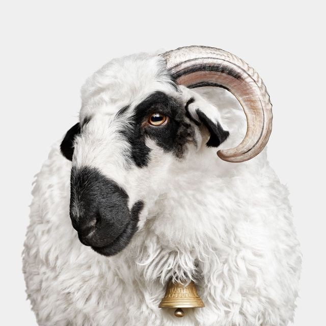 Randal Ford, F1 Valais Blacknose Sheep (M) Randal Ford, F1 Valais Blacknose Sheep (M)
