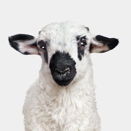Photographie, F1 Valais Blacknose Lamb (M), Randal Ford