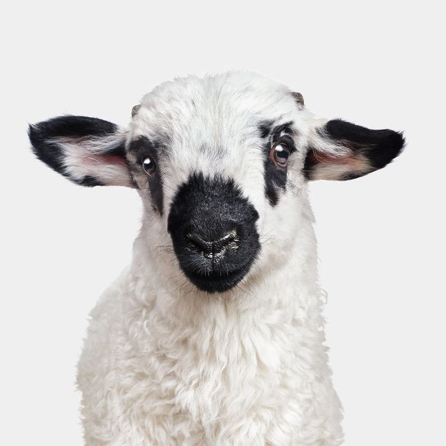 Randal Ford, F1 Valais Blacknose Lamb (M) Randal Ford, F1 Valais Blacknose Lamb (M)