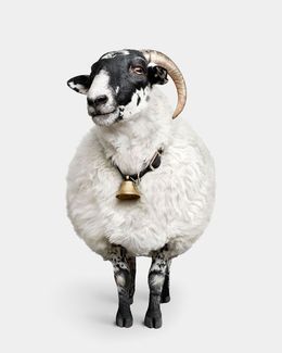 Photographie, Scottish Blackface Sheep (S), Randal Ford