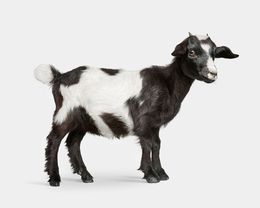 Photographie, Baby Goat No. 2 (S), Randal Ford
