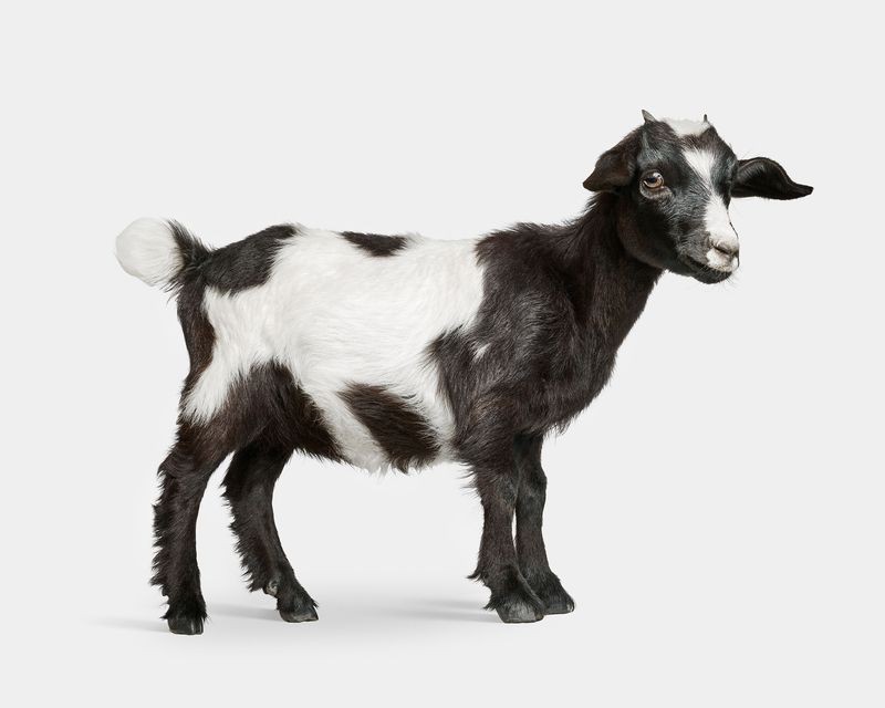 Randal Ford, Baby Goat No. 2 (S) Randal Ford, Baby Goat No. 2 (S)