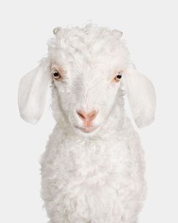 Photographie, Angora Doeling No. 2 (S), Randal Ford
