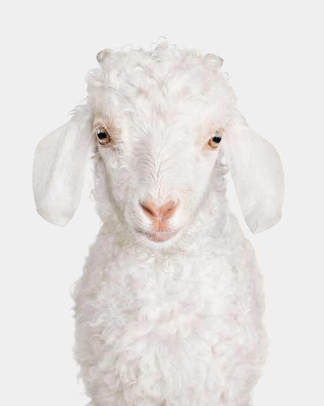 Randal Ford, Angora Doeling No. 2 (M) Randal Ford, Angora Doeling No. 2 (M)