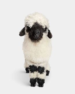 Photographie, Swiss Valais Blacknose Lamb No. 1 (S), Randal Ford