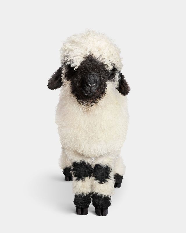 Randal Ford, Swiss Valais Blacknose Lamb No. 1 (L) Randal Ford, Swiss Valais Blacknose Lamb No. 1 (L)