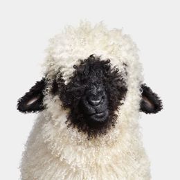 Photographie, Swiss Valais Blacknose Lamb No. 2 (M), Randal Ford