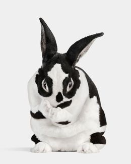 Photographie, Mini Rex Rabbit No. 1 (S), Randal Ford