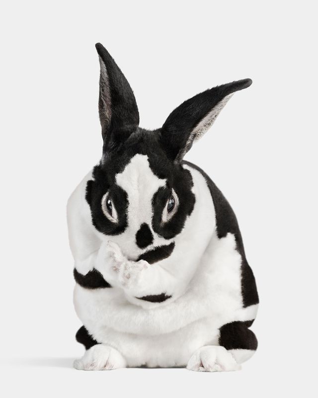 Randal Ford, Mini Rex Rabbit No. 1 (M) Randal Ford, Mini Rex Rabbit No. 1 (M)
