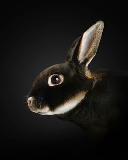 Photography, Mini Rex Rabbit No. 2 (M), Randal Ford