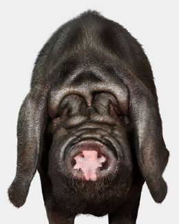 Photographie, Meishan Pig (M), Randal Ford