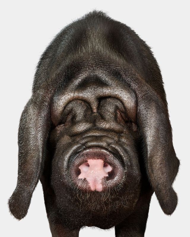 Randal Ford, Meishan Pig (L) Randal Ford, Meishan Pig (L)