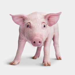 Photographie, Pink Piglet (S), Randal Ford