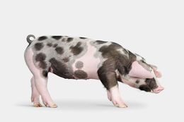 Photographie, Gloucestershire Old Spots Pig (S), Randal Ford