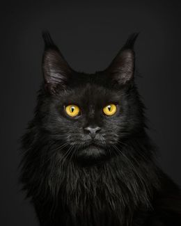 Photography, Black Maine Coon on Black (L), Randal Ford