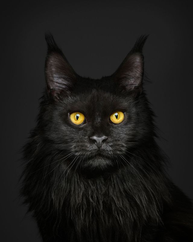 Randal Ford, Black Maine Coon on Black (L) Randal Ford, Black Maine Coon on Black (L)