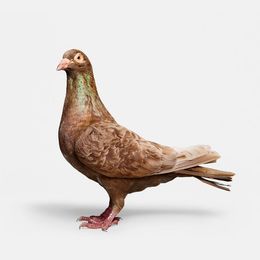 Photographie, Brown Pigeon (M), Randal Ford