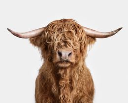 Photographie, Highland Bull (M), Randal Ford