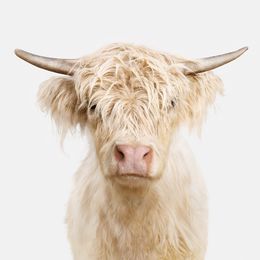 Photographie, Highland Cow Yearling (M), Randal Ford
