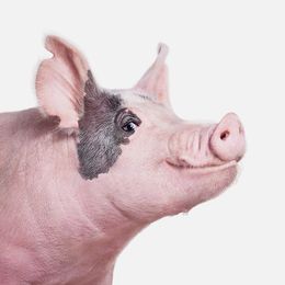 Photographie, American White Cross Pig (M), Randal Ford